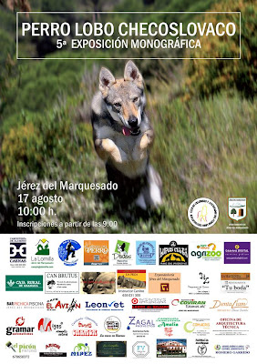 V exposición monográfica perro lobo checoslovaco jérez del marquesado camping la lomilla