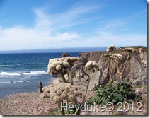 Oregon Islands NWR