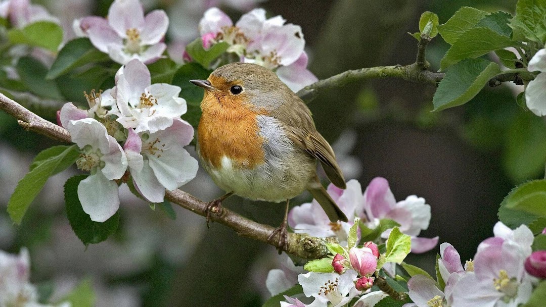 Bird on Flower hd wallpaper