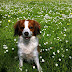 How to Create a Zero-Waste Routine for Your Dog in 2025
