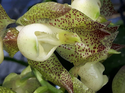 Catasetum punctatum care and culture