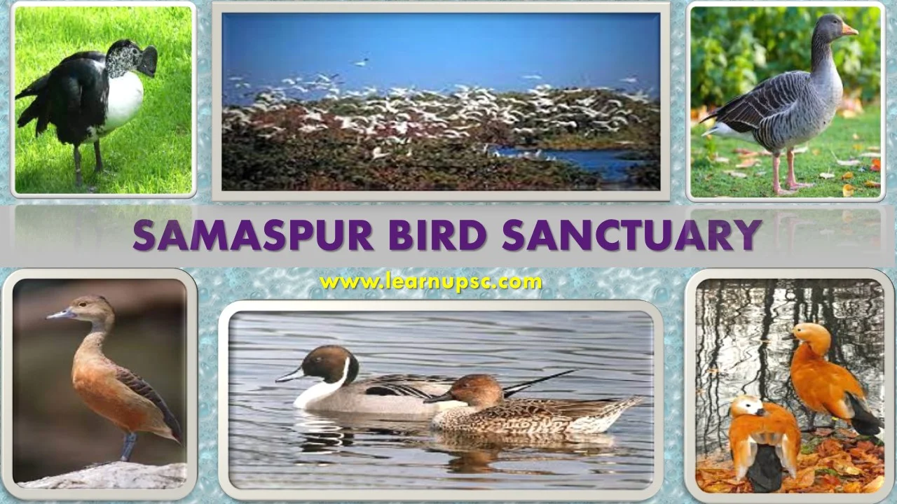 Samaspur Bird Sanctuary