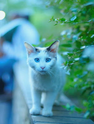 Fotos de gatitos muy tiernos III (12 imágenes gratis)