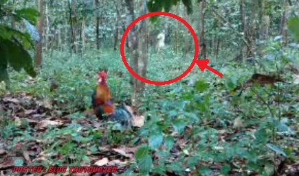 MISTERI Penampakan Bunian Sewaktu PIkat  Ayam  VIDEO 