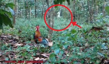 Istimewa 60+ Gambar Pikat Ayam Hutan