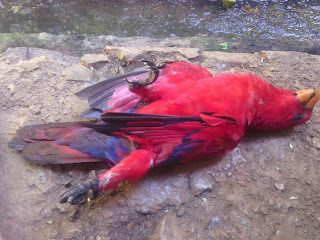 Burung Nuri Tertidur