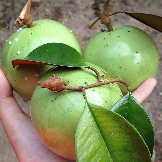 jual pohon buah bibit kenitu yang cepat berbuah yogyakarta Bukittinggi