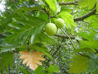 Pembuatan Beras Analog Sukun (Artocarpus communis) Semi Instan Sebagai Bahan Pangan Alternatif Pengganti Beras