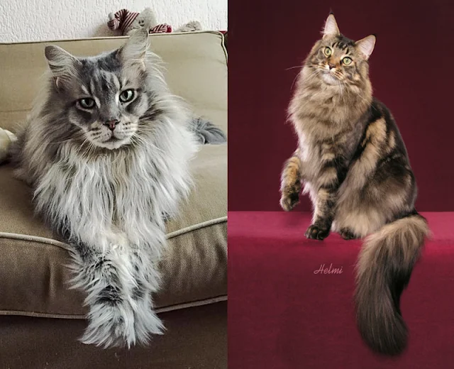 Exaggerated ruff of the modern Maine Coon