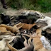 Mais de 30 cães envenenados na Paraíba