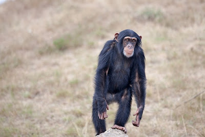 Chimpanzee facts and information