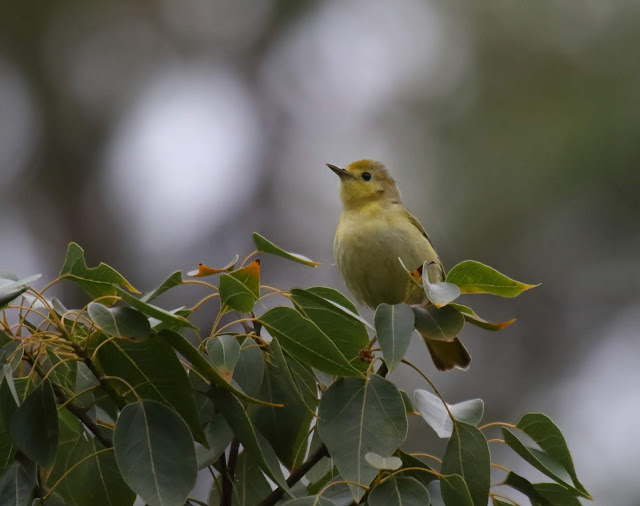 Yellow Warbler