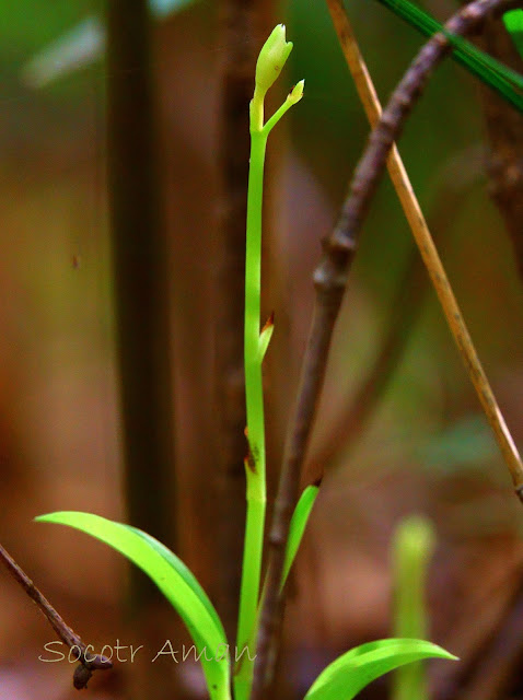 Cymbidium nipponicum