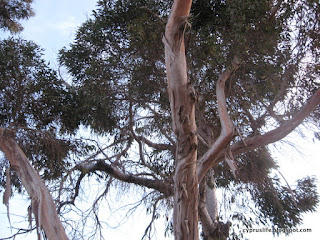 Top [part of the eucalyptus tree against the pale blue sky