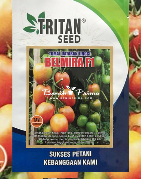 Benih Prima, benih unggul, benih tomat f1,cbenih tomal belmira, benih tomat tritan seed, benih tomat berkualitas, benih tomat unggul, benih tomat bersertifikat, benih tomat servo, benih tomat servo f1, benih tomat terbaik, benih tomat corona, benih tomat gustavi, benih tomat dataran rendah, benih tomat syngenta,