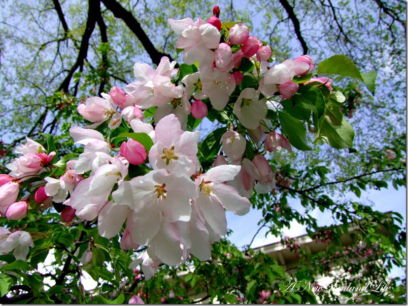 Unknown tree