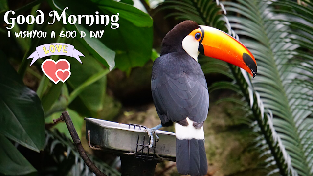 Vary Cute Bird Good Morning image 