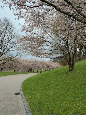 オリンピア公園（Olympiapark）の桜