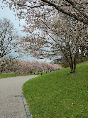 オリンピア公園（Olympiapark）の桜