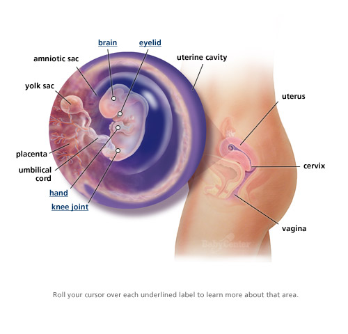 ultrasounds at 8 weeks. Next ultrasound: 12 weeks