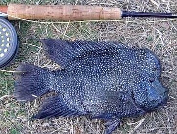 Louisiana Fly Fishing Rios Now Eligible For State Record Listing