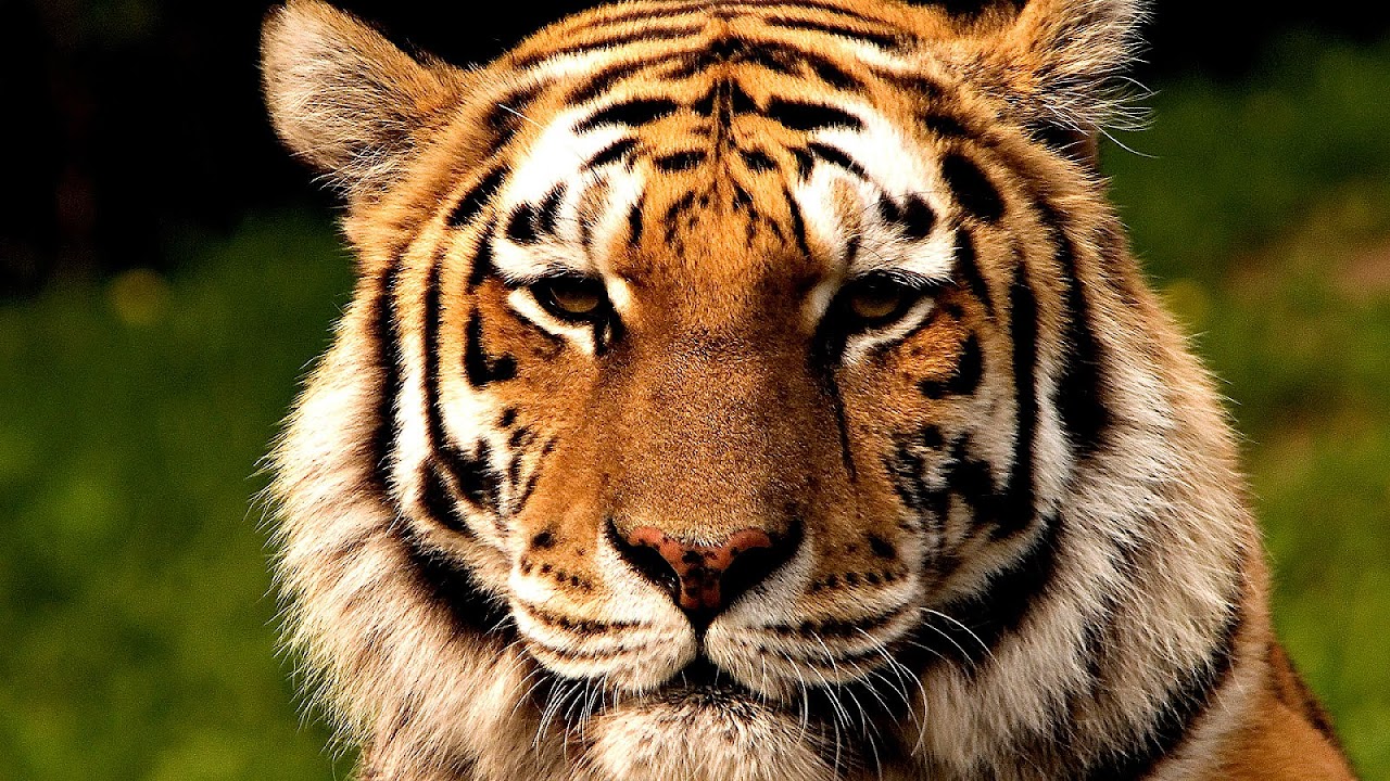 Why Is The Siberian Tiger Endangered