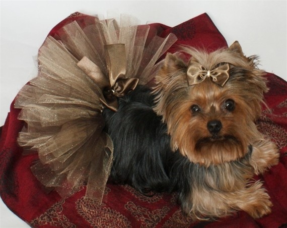 dog wedding dress tutu tulle