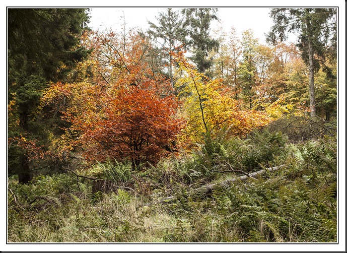 _MG_2351