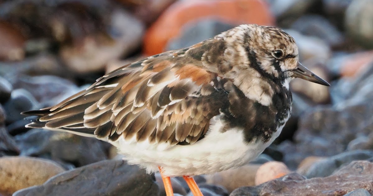 stonefactionbirding2014.blogspot.com