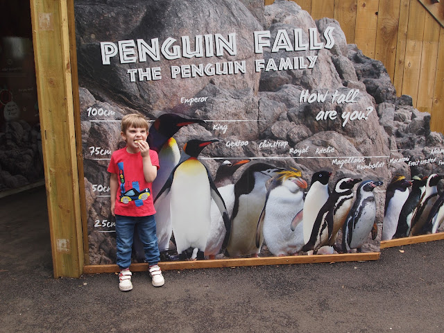 Penguin Falls at Paradise Wildlife Park in Hertfordshire