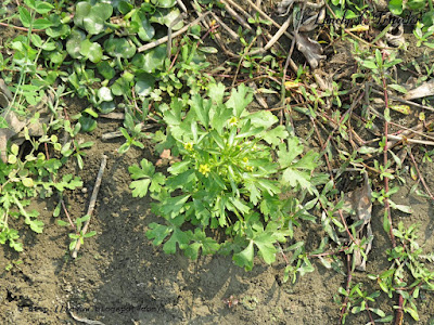 Cursed buttercup - Ranunculus sceleratus