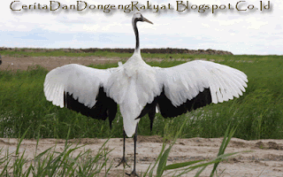 Cerita Binatang "Burung Bangau Yang Angkuh"