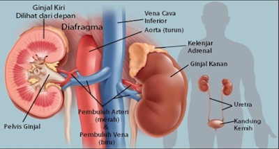 gagal ginjal kronis dan akut