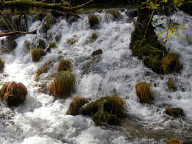 by E.V.Pita.... Spain, amazing rain forest in River Barragan (Pazos de Borben) / Por E.V.Pita.... Sorprendente bosque del río Barragan (Galicia, Pazos de Borbén y Fornelos de Montes) / A fraga do Barragán