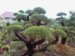 http://mulyaasritaman.blogspot.com/2015/05/tukang-pohon-bonsai-taman-pohon-bonsai_15.html
