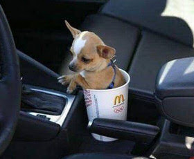 funny cute tiny chihuahua puppy dog photo in mcdonalds coffee cup in car