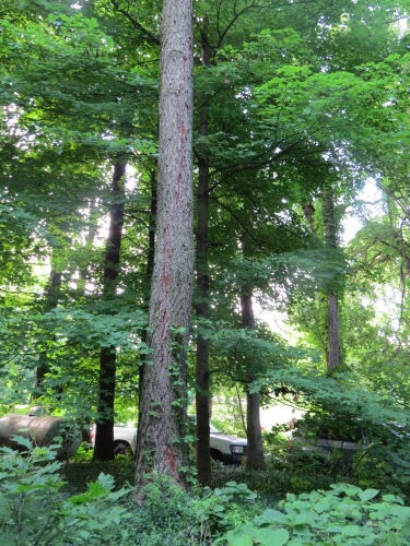 lightning struck tree