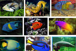 200 Nama Ikan Hias Air Maritim Dan Gambarnya Yang Bagus Untuk Akuarium