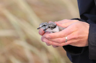 Ringed Plover Chicks