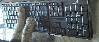 imagen de mi gato escribiendo en el ordenador mejor que yo.