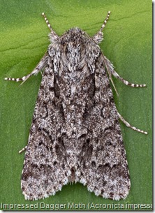 Acronicta impressa
