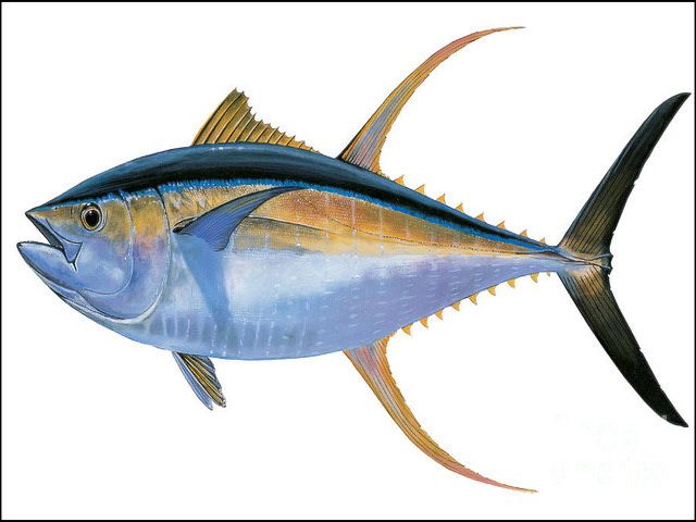 Gambar Ikan  Tuna  Terbesar dan Termahal Hasil tangkap Indonesia