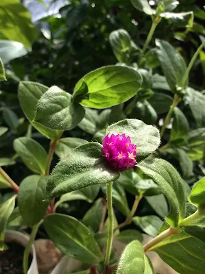 Siempreviva - Gomphrena globosa