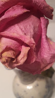 Rose in older Bloom
