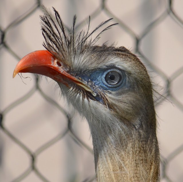 red-legged seriema at the Columbus Zoo