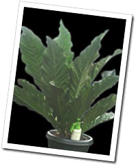 anthurium2