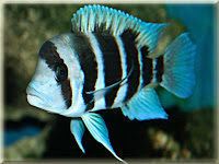 Frontosa Cichlid Fish Pictures