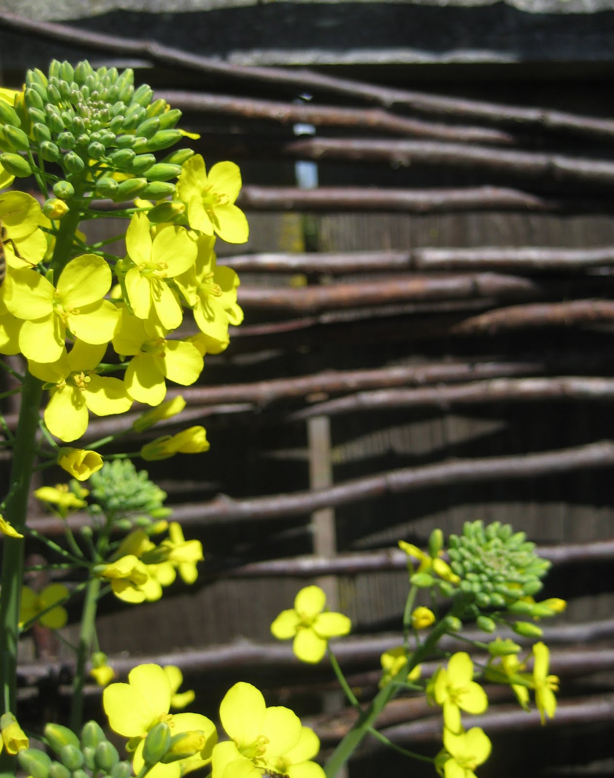 plans building trellis