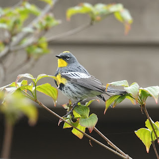 Audubon Warbler (Serophaga coronata ssp. auduboni)