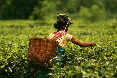 economic potential, Tea garden in northeast India
